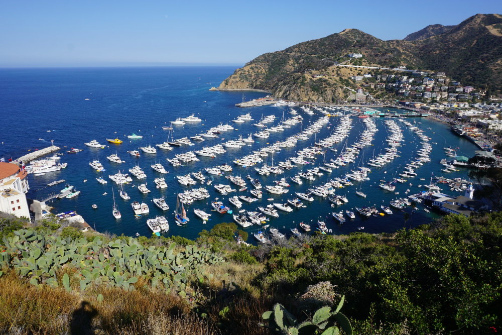 This image shows a view of the crescent shaped Avalon Bay with a harbor full of various size docked boats. The mountainous terrain surrounding the Bay is filled with lush vegetation, Pebbly Beach Road that meanders from the town up the mountain side, and the city of Avalon. A portion of the casino is displayed in the left side portion of the image.